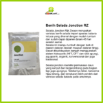 Benih Selada RZ Jonction Repack 50 seed - Gambar 2