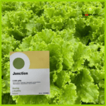 Benih Selada RZ Jonction Repack 50 seed - Gambar 3