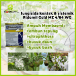 Fungisida Ridomil Gold - Gambar 3