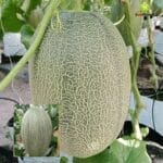 Benih Melon Premium The Blues F1 - Gambar 2