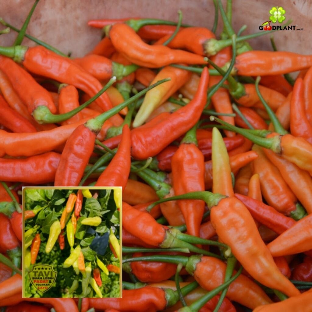 Home - GOODPLANT | Toko dan Kebun Hidroponik | 0822 2727 3232