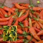 Benih Cabai O'er Tavi Halbanero - Gambar 2