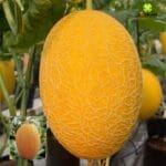 Benih Melon Premium Sweet Lavender F1 - Gambar 2